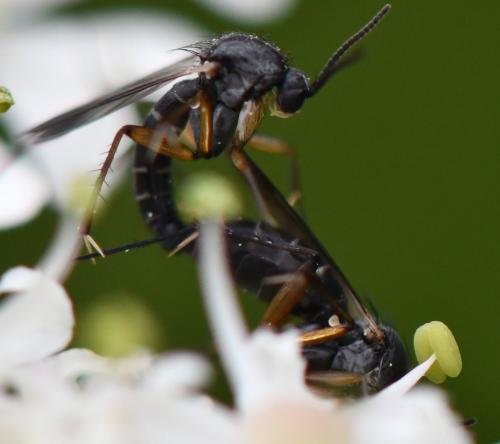 Greenomyia mongolica